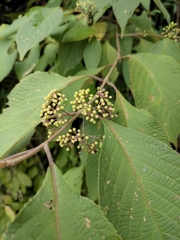 Callicarpa giraldii
