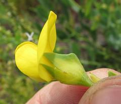 Rafnia elliptica
