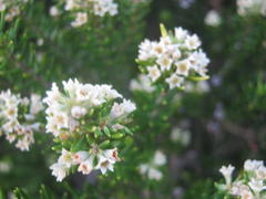 Phylica ericoides ericoides