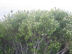 Phylica ericoides ericoides