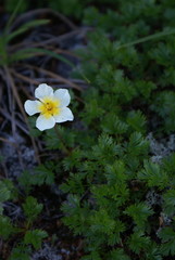 Geum pentapetalum