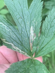 Phytomyza canadensis