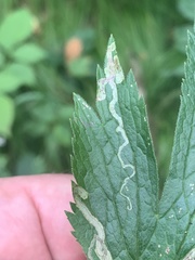 Phytomyza canadensis