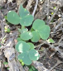 Oxalis melanosticta