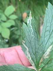 Phytomyza canadensis