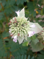 Pycnanthemum setosum