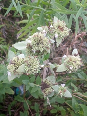 Pycnanthemum setosum