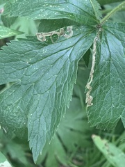 Phytomyza canadensis