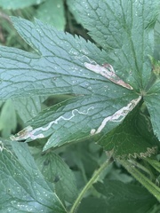 Phytomyza canadensis