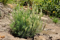 Hebenstretia robusta