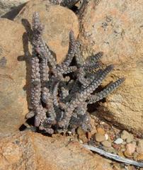 Crassula muscosa muscosa
