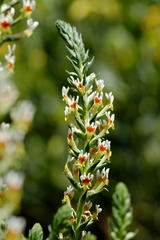 Hebenstretia robusta