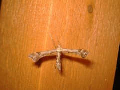 Platyptilia tesseradactyla