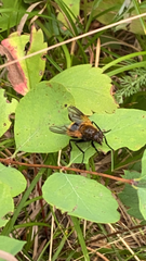 Mesembrina decipiens