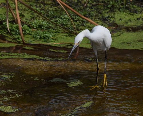 photo of Snowy Egret (Egretta thula)