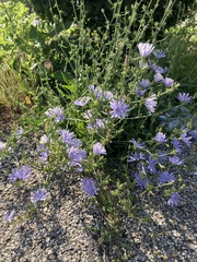 Cichorium intybus