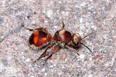 Dasymutilla cirrhomeris