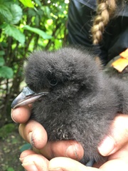 Rhinoceros Auklet photo 6