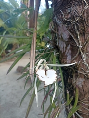 Brassavola nodosa image