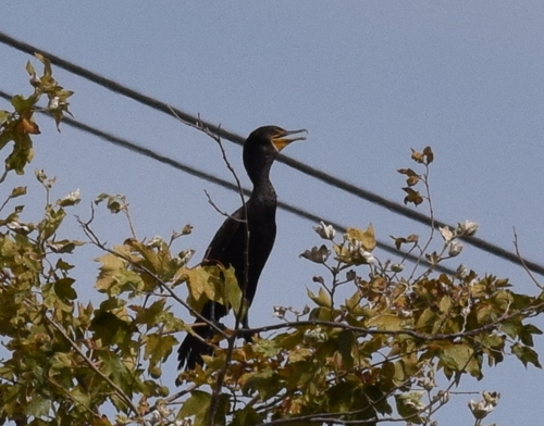 photo of Double-crested Cormorant (Phalacrocorax auritus)