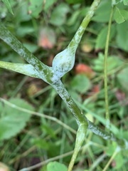 Neolasioptera impatientifolia