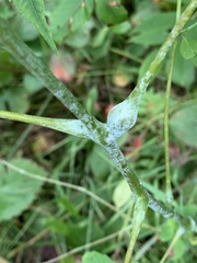 Neolasioptera impatientifolia
