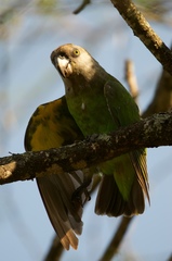 Poicephalus cryptoxanthus