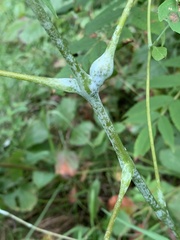 Neolasioptera impatientifolia