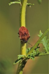 Homaemus aeneifrons
