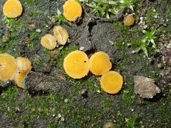 Ramsbottomia asperior