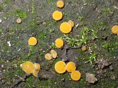 Ramsbottomia asperior