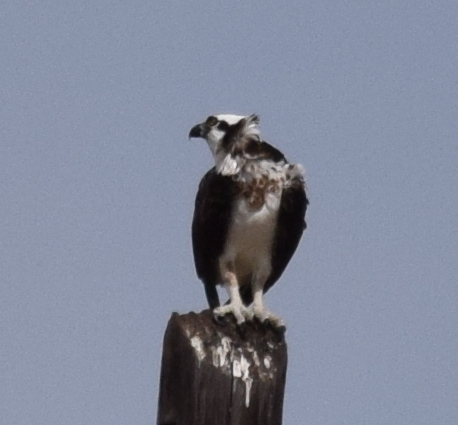 photo of Osprey (Pandion haliaetus)