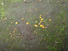 Ramsbottomia asperior