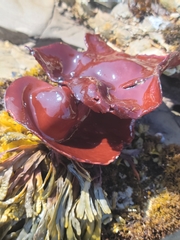 Constantinea simplex