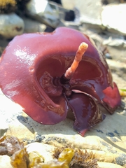 Constantinea simplex