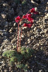 Dicentra peregrina