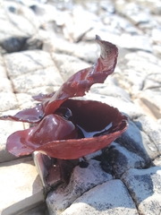 Constantinea simplex