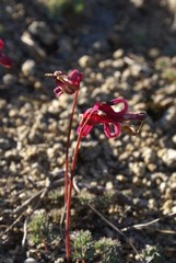 Dicentra peregrina