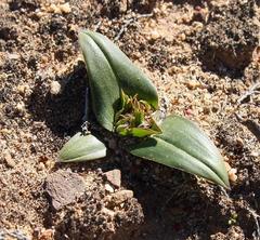 Colchicum cuspidatum