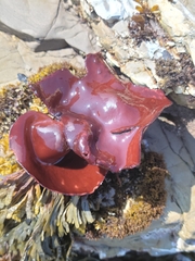 Constantinea simplex