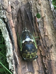Neotibicen tibicen australis