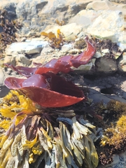 Constantinea simplex