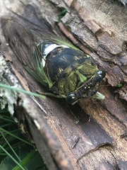 Neotibicen tibicen australis