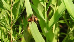 Ancyloxypha numitor