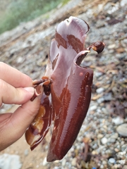 Constantinea simplex