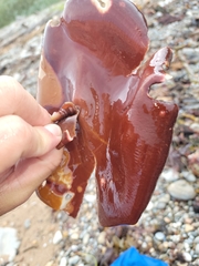 Constantinea simplex