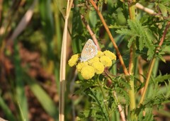 Polyommatus icarus