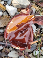 Constantinea simplex