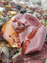 Constantinea simplex