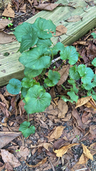 Farfugium japonicum